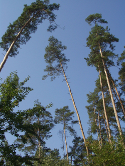 Błazen Nadworny - Krysia Leśniczanka